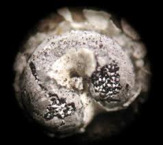 Attēlu rezultāti vaicājumam “Diderma testaceum”