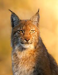 Attēlu rezultāti vaicājumam “Lynx lynx”