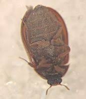 Attēlu rezultāti vaicājumam “Attagenus smirnovi”