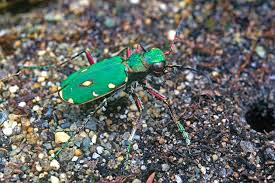 Attēlu rezultāti vaicājumam “Cicindela campestris imago”
