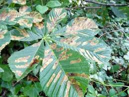 Attēlu rezultāti vaicājumam “Arenaria procera leaf”