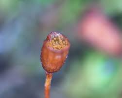 Attēlu rezultāti vaicājumam “Tortula truncata sporophyte”