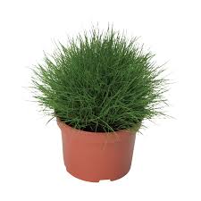 Attēlu rezultāti vaicājumam “Festuca altissima flower”