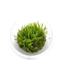 Attēlu rezultāti vaicājumam “Plagiomnium affine”