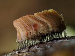 Attēlu rezultāti vaicājumam “Stemonitis flavogenita stalked”