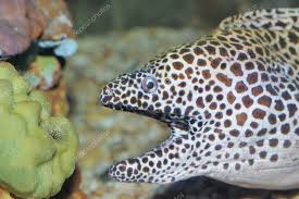 Image result for Muraena helena