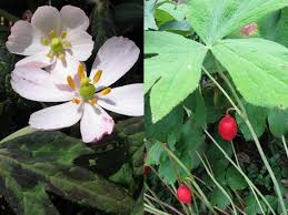 Attēlu rezultāti vaicājumam “Podophyllum hexandrum flower”
