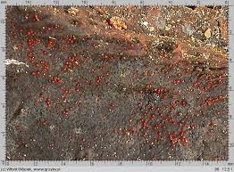 Attēlu rezultāti vaicājumam “Nectria episphaeria”