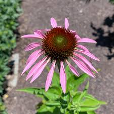 Attēlu rezultāti vaicājumam “Echinacea purpurea bud”