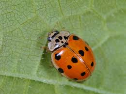 Attēlu rezultāti vaicājumam “Adalia decempunctata”