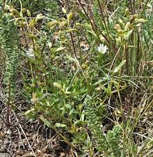 Attēlu rezultāti vaicājumam “Craterium leucocephalum var. scyphoides stalked”