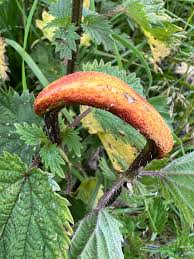 Attēlu rezultāti vaicājumam “Puccinia urticata”