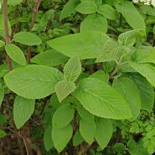 Attēlu rezultāti vaicājumam “Viburnum lantana”