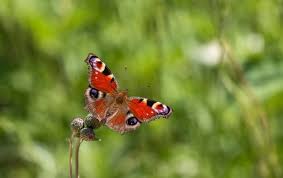 Attēlu rezultāti vaicājumam “Inachis io”