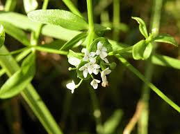 Attēlu rezultāti vaicājumam “Galium elongatum flower”