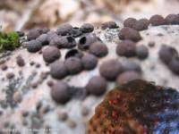 Attēlu rezultāti vaicājumam “Nectria episphaeria”