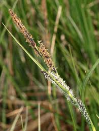 Attēlu rezultāti vaicājumam “Carex acuta”