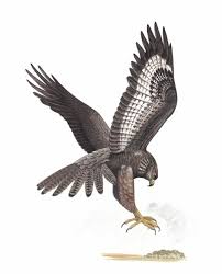 Attēlu rezultāti vaicājumam “Buteo buteo”