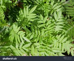 Attēlu rezultāti vaicājumam “Tagetes leaf”