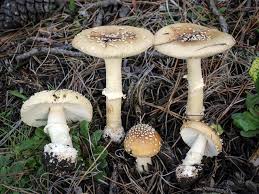 Attēlu rezultāti vaicājumam “Amanita pantherina”