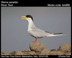 Attēlu rezultāti vaicājumam “Sterna”