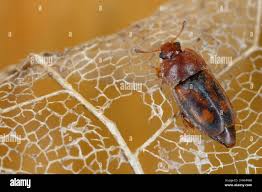 Attēlu rezultāti vaicājumam “Epuraea sp.”