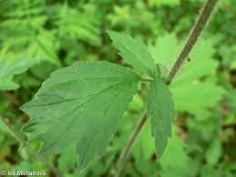 Attēlu rezultāti vaicājumam “Geum rivale leaf”