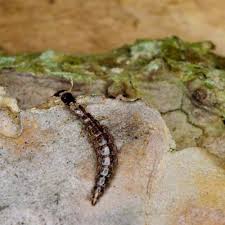 Attēlu rezultāti vaicājumam “Raphidia larva”