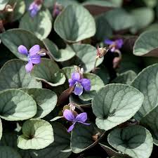 Attēlu rezultāti vaicājumam “Viola riviniana leaf”