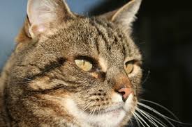 Attēlu rezultāti vaicājumam “Felis silvestris catus”