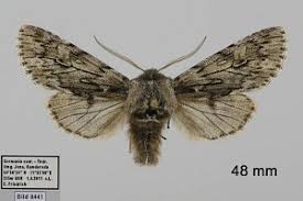 Attēlu rezultāti vaicājumam “Brachionycha nubeculosa”