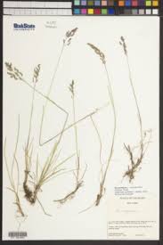 Attēlu rezultāti vaicājumam “Poa compressa leaf”