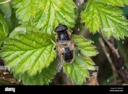 Attēlu rezultāti vaicājumam “Eristalis sp.”