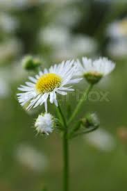 Attēlu rezultāti vaicājumam “Erigeron annuus flower”