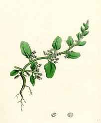 Attēlu rezultāti vaicājumam “Chenopodium polyspermum”