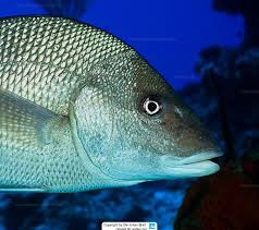 Image result for Lutjanus jocu