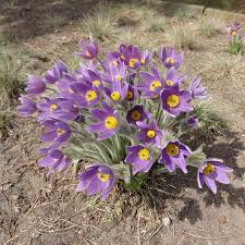 Image result for Kuhschelle