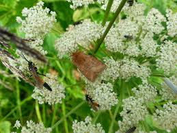 Attēlu rezultāti vaicājumam “Eriopygodes imbecilla”