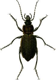 Attēlu rezultāti vaicājumam “Carabus cancellatus”