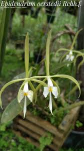 Attēlu rezultāti vaicājumam “Heterotrichia oerstedii (syn. Arcyria oerstedii)”