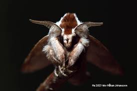 Attēlu rezultāti vaicājumam “Clostera curtula”