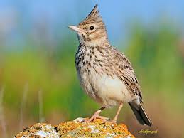 Attēlu rezultāti vaicājumam “Galerida cristata”