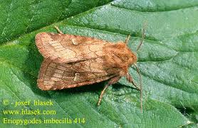 Attēlu rezultāti vaicājumam “Eriopygodes imbecilla”