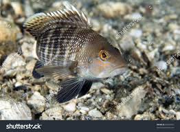 Image result for Centropristis striata
