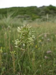 Attēlu rezultāti vaicājumam “Silene otites fruit”