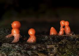 Attēlu rezultāti vaicājumam “Trichia decipiens”