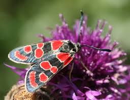 Attēlu rezultāti vaicājumam “Zygaena sp.”