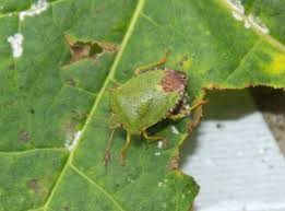 Attēlu rezultāti vaicājumam “Palomena prasina”