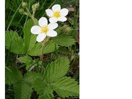 Attēlu rezultāti vaicājumam “Fragaria moschata flower”
