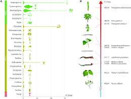 Image result for genome sizes